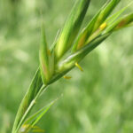 Brome cathartique