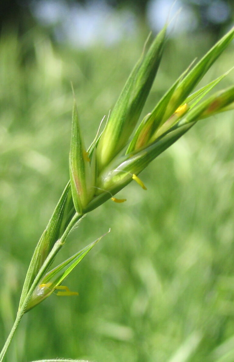 herbe-book-brome-c-0015955-epi-copyright-gnis-julien-greffier