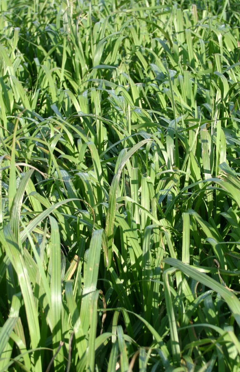 herbe-book-brome-s-0015954-copyright-julien-greffier-2