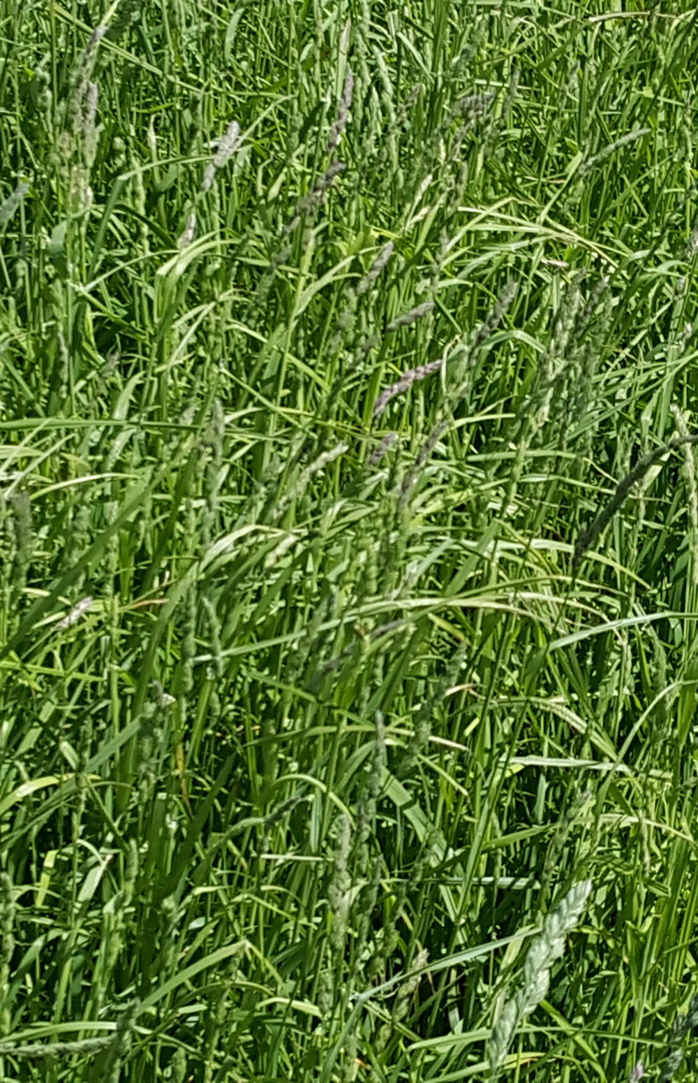 Dactyle Fiches espèces - Herbe-book