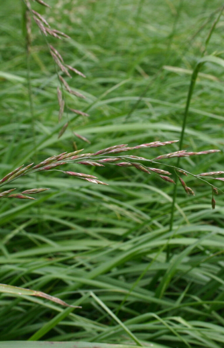 herbe-book-fetuque-des-pres-0016117-epi-copyright-gnis-julien-greffier