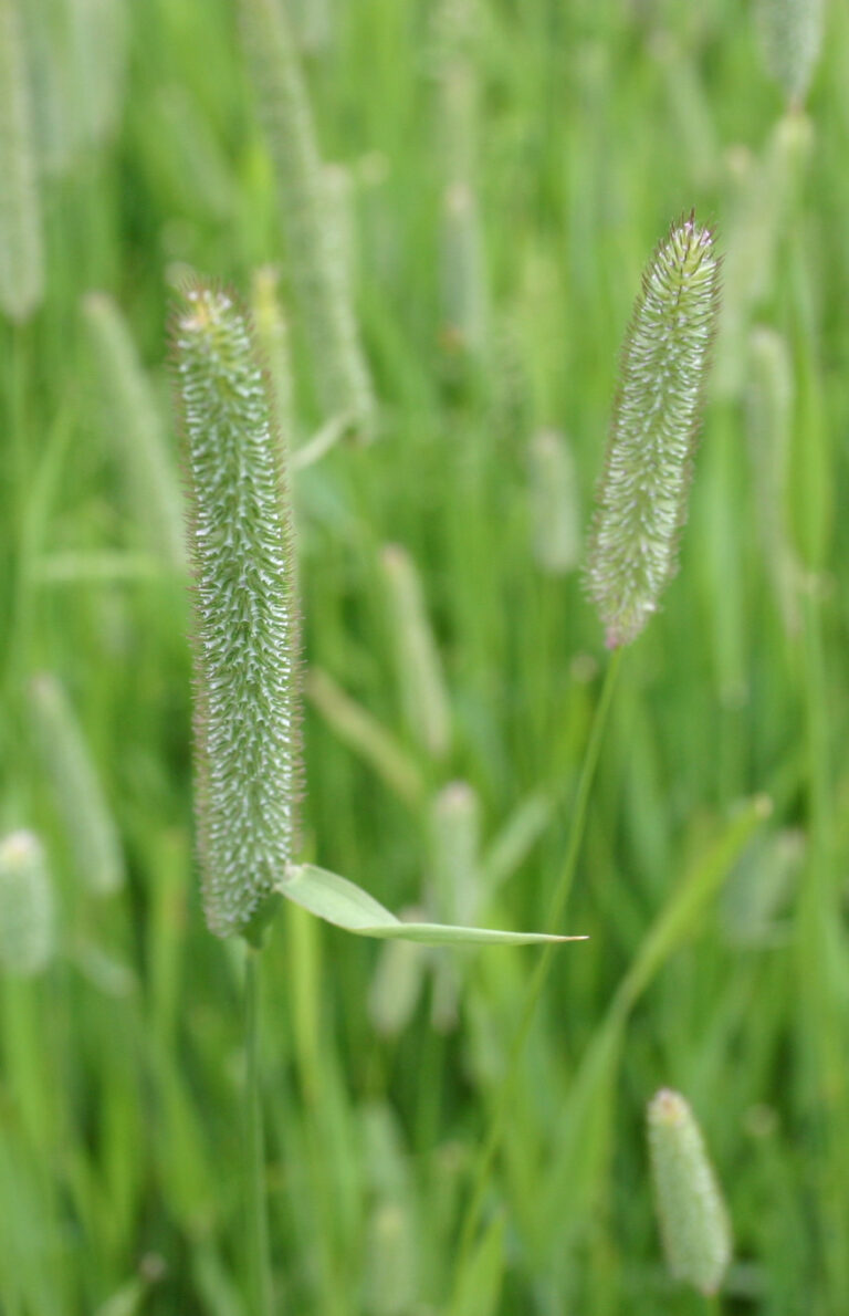 herbe-book-fleole-des-pres-0016136-epi-copyright-gnis-julien-greffier