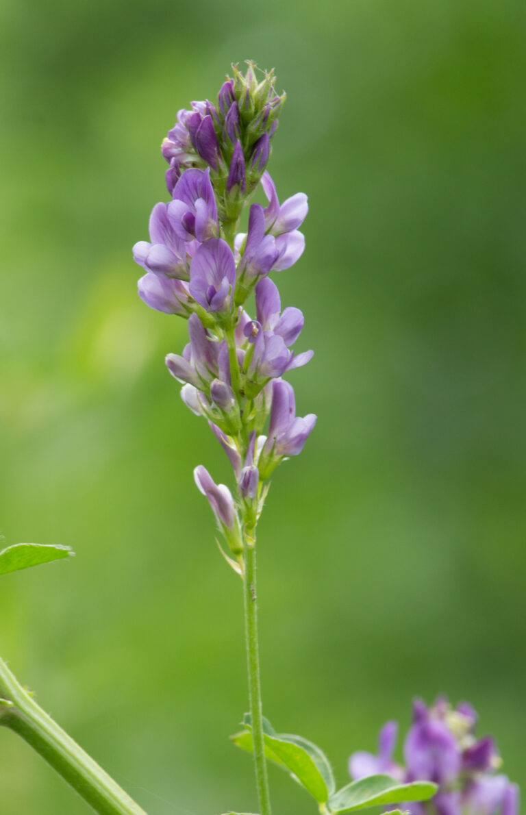 herbe-book-luzerne-n-0018019-fleur-copyright-gnis-sebastien-champion