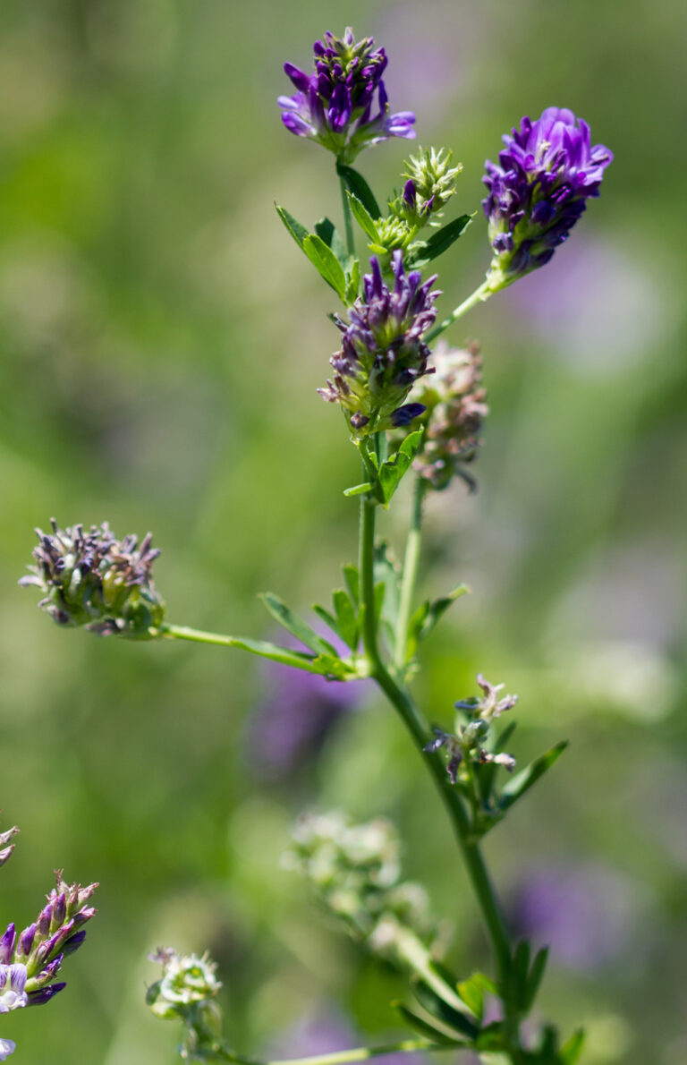 herbe-book-luzerne-s-0026585-fleur-copyright-gnis-paul-dutronc