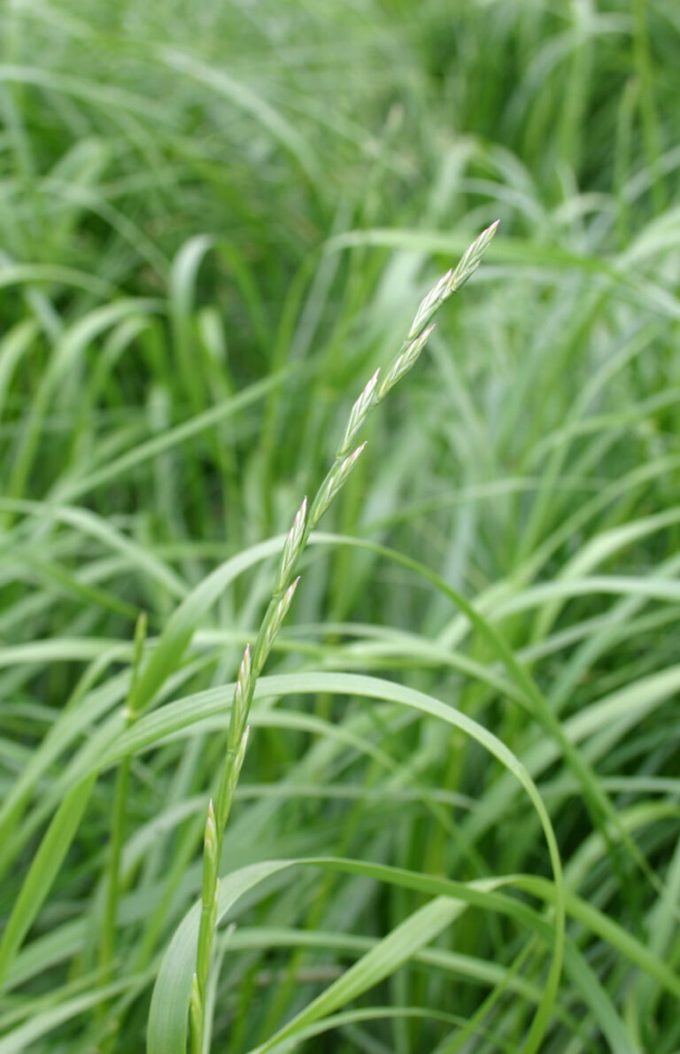 herbe-book-ray-grass-anglais-0016434-epi-copyright-gnis-julien-greffier