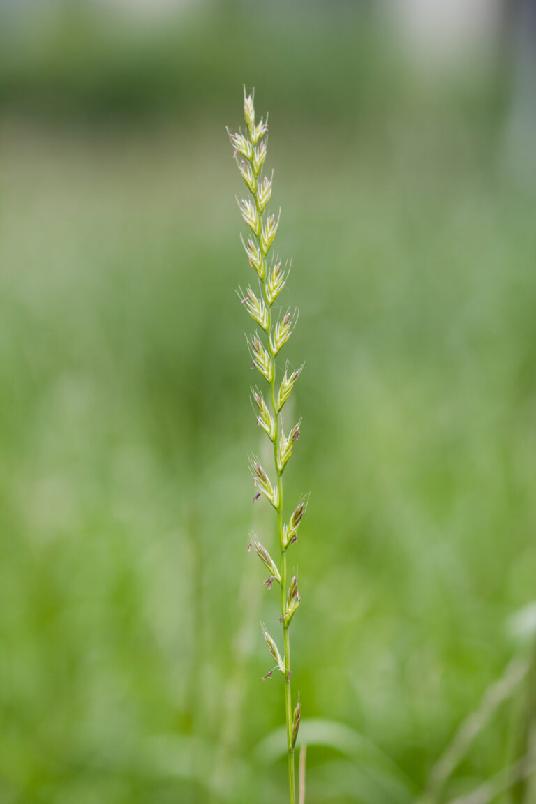 herbe-book-ray-grass-hybride-0023768-epi-copyright-gnis-paul-dutronc