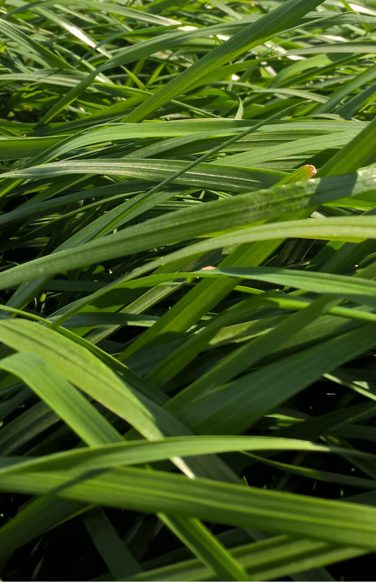 herbe-book-ray-grass-hybride-copyright-ragt-cecile-marty-hebrard-2