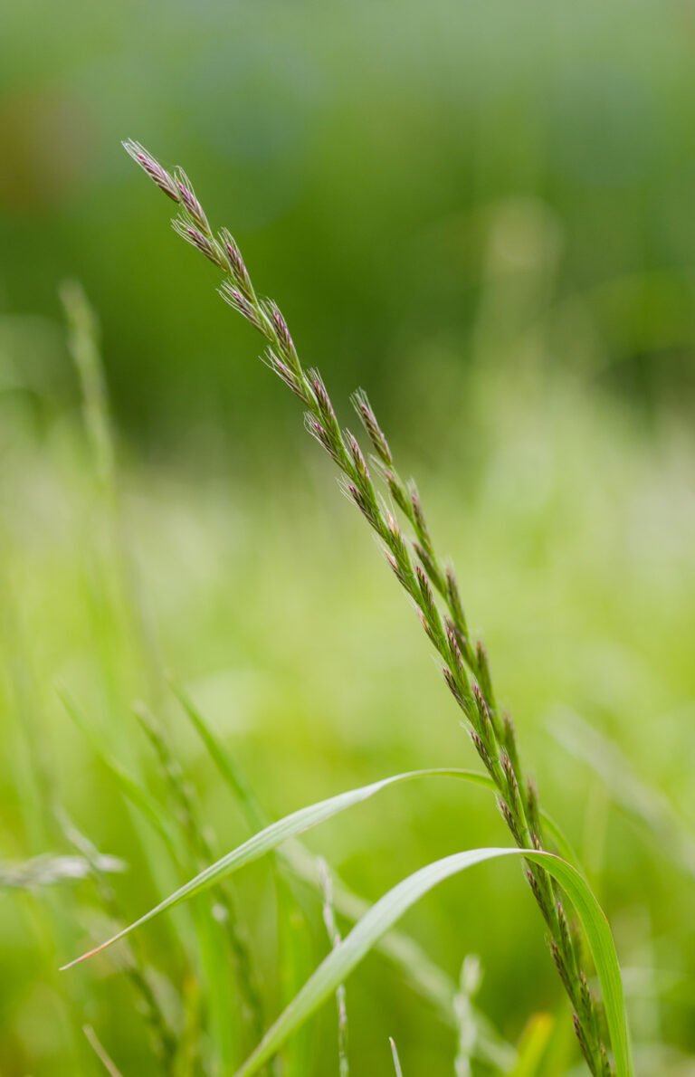 herbe-book-ray-grass-italie-1-0023769-copyright-epi-gnis-paul-dutronc-1