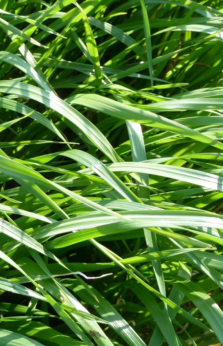 herbe-book-ray-grass-italie-2-0016598-copyright-gnis-julien-greffier-2