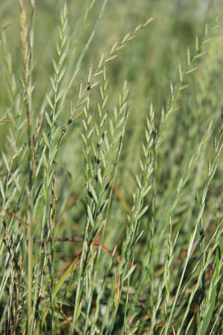 herbe-book-ray-grass-italie-2-0021202-epi-copyright-gnis-paul-dutronc