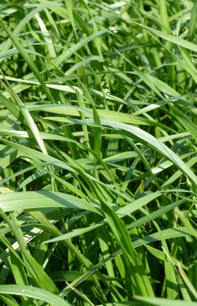 herbe-book-ray-grass-italie-3-0016597-copyright-gnis-julien-greffier-2