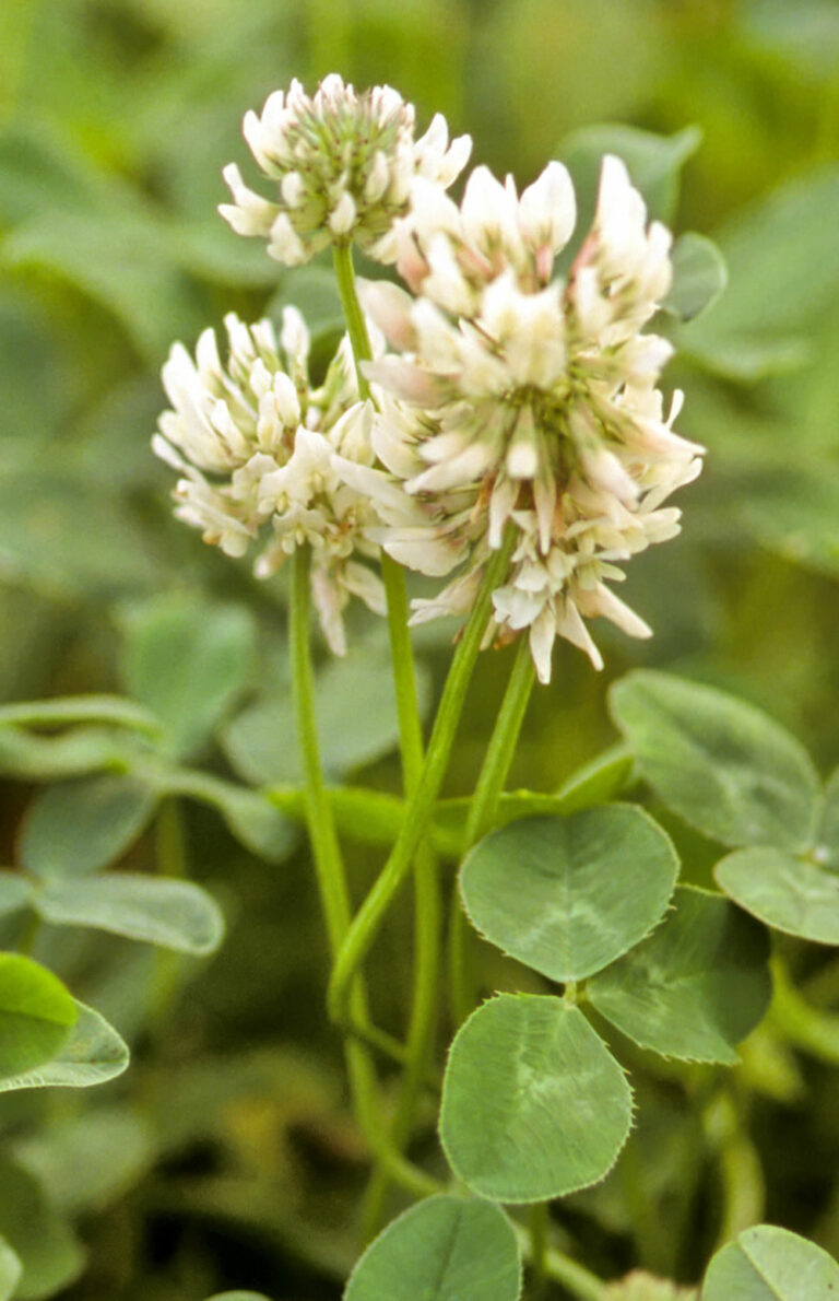 herbe-book-trefle-blanc-fleur-0010839-copyright-gnis-anonyme