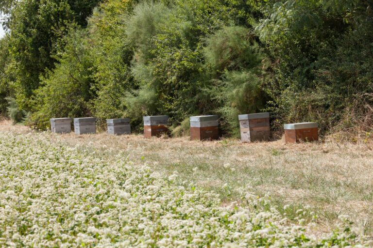 Culture dérobée de sarrasin avec ruches à proximité