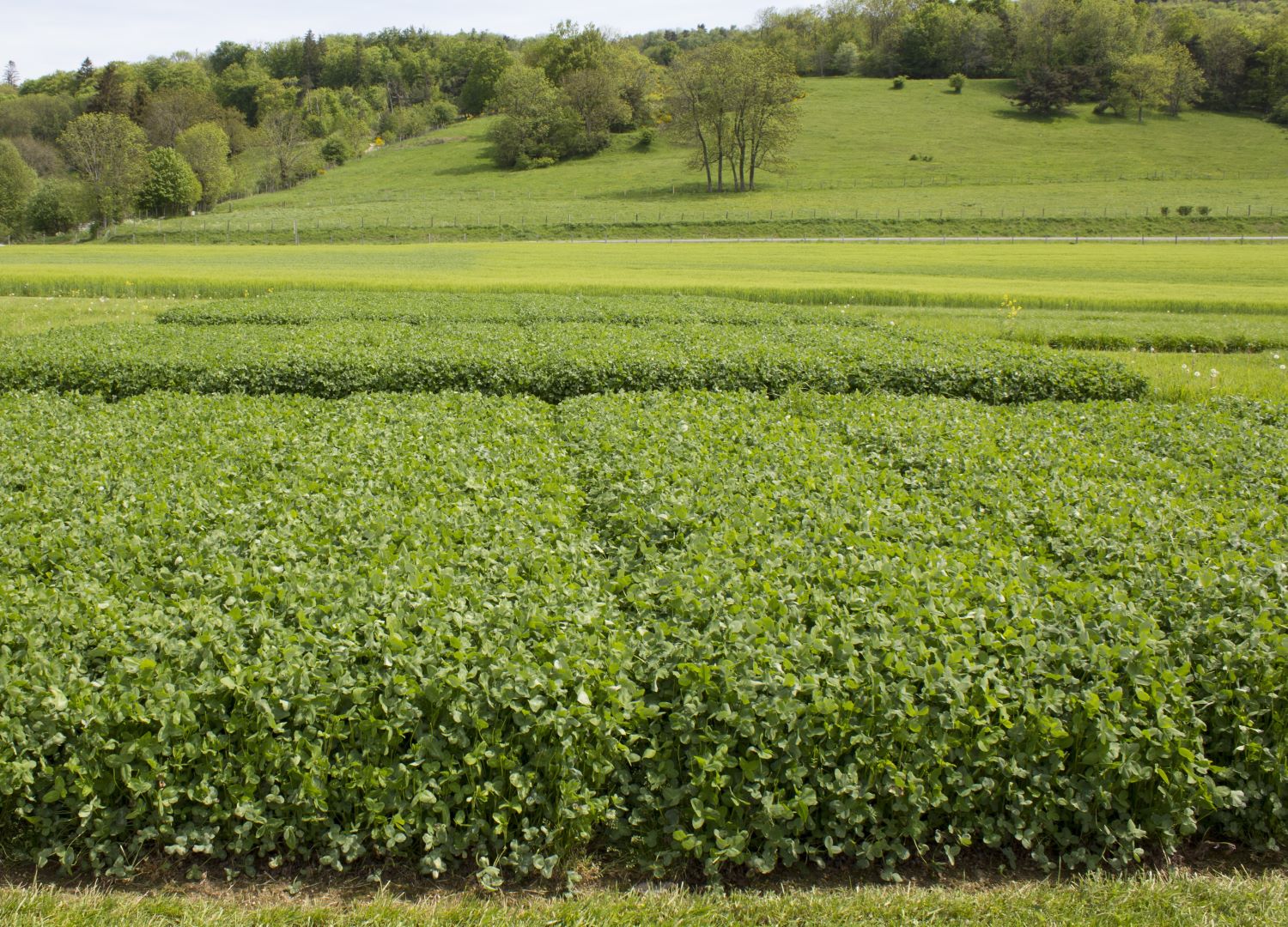 Essais pour l'inscription de variétés fourragères