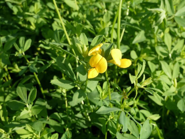 Légumineuse fourragère - Lotier corniculé