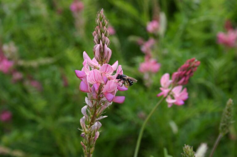 Sainfoin - Légumineuse fourragère