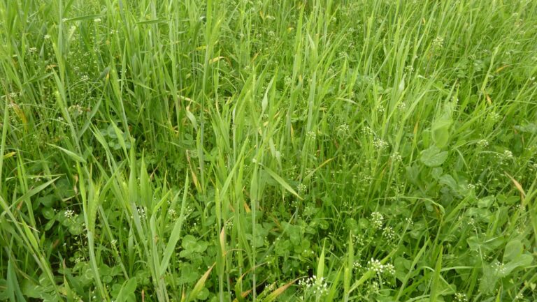 Méteil céréales légumineuses