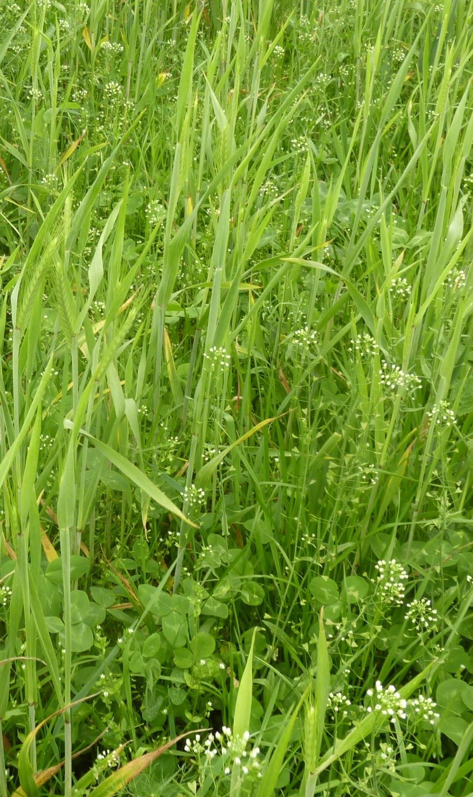 Méteil céréales légumineuses