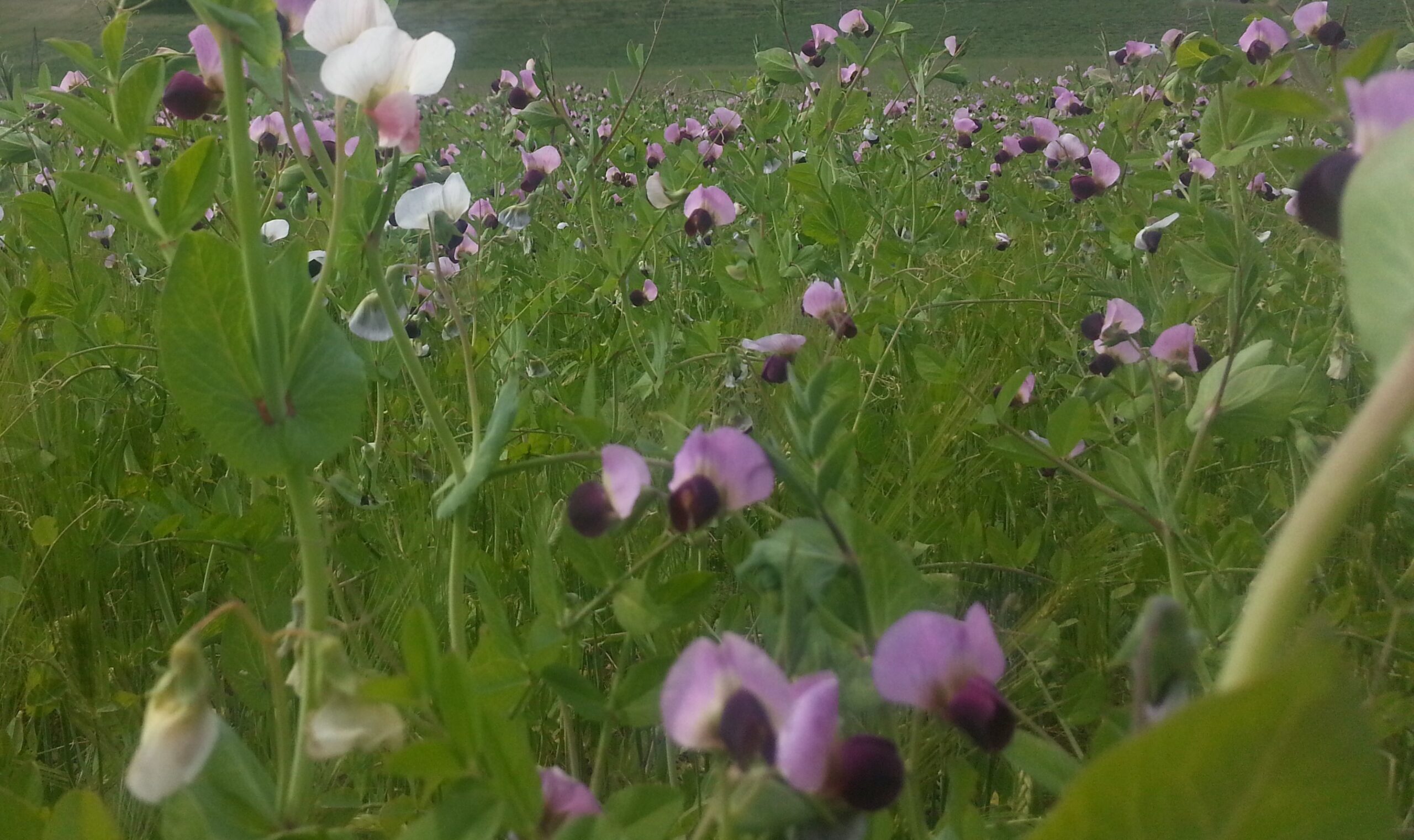 Champ de méteil, mélange d'escourgeon et de pois fourrager