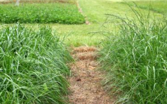 Variétés de ray-grass anglais : tardive à gauche, précoce à droite