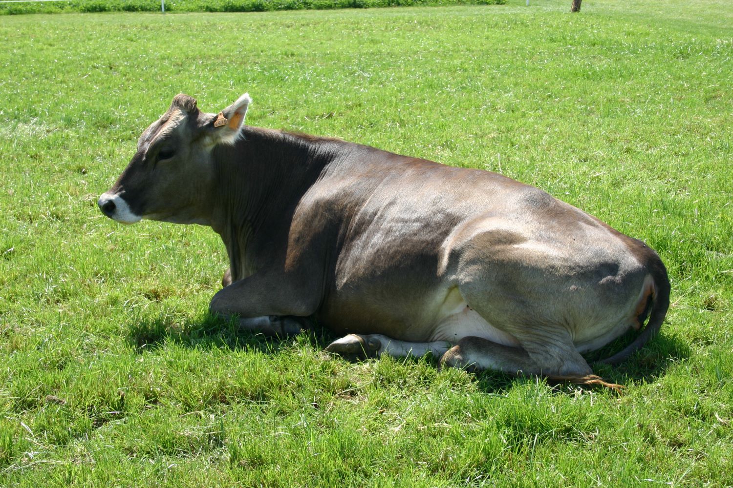 Vache laitière dans une prairie