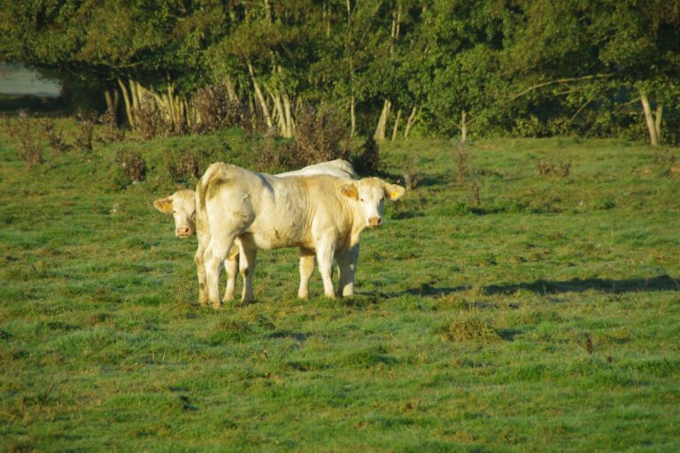 Prairie : vaches au pâturage