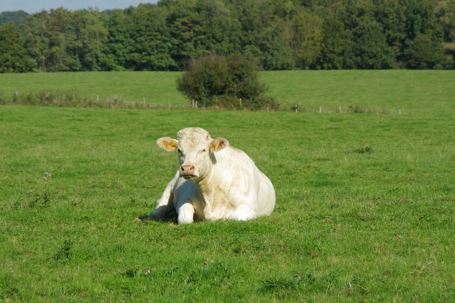 Prairie : vache au pâturage