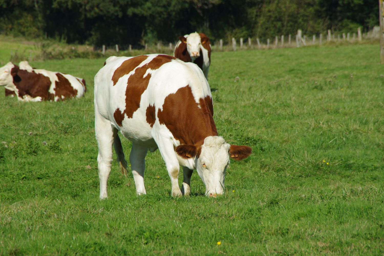 Prairie : vaches au pâturage