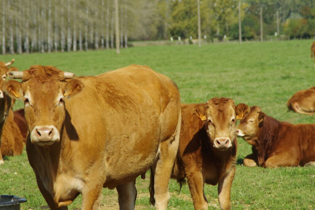 Prairie : vaches au pâturage