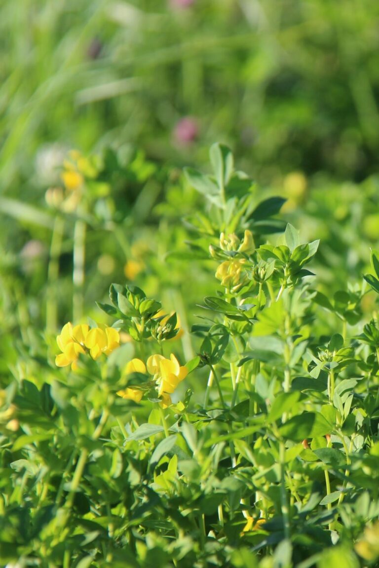 Fleurs de lotier corniculé
