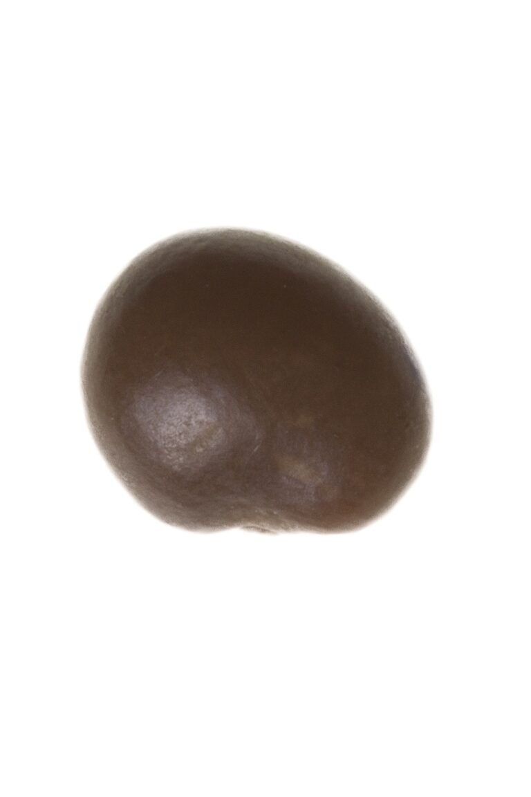 Semence de lotier corniculé