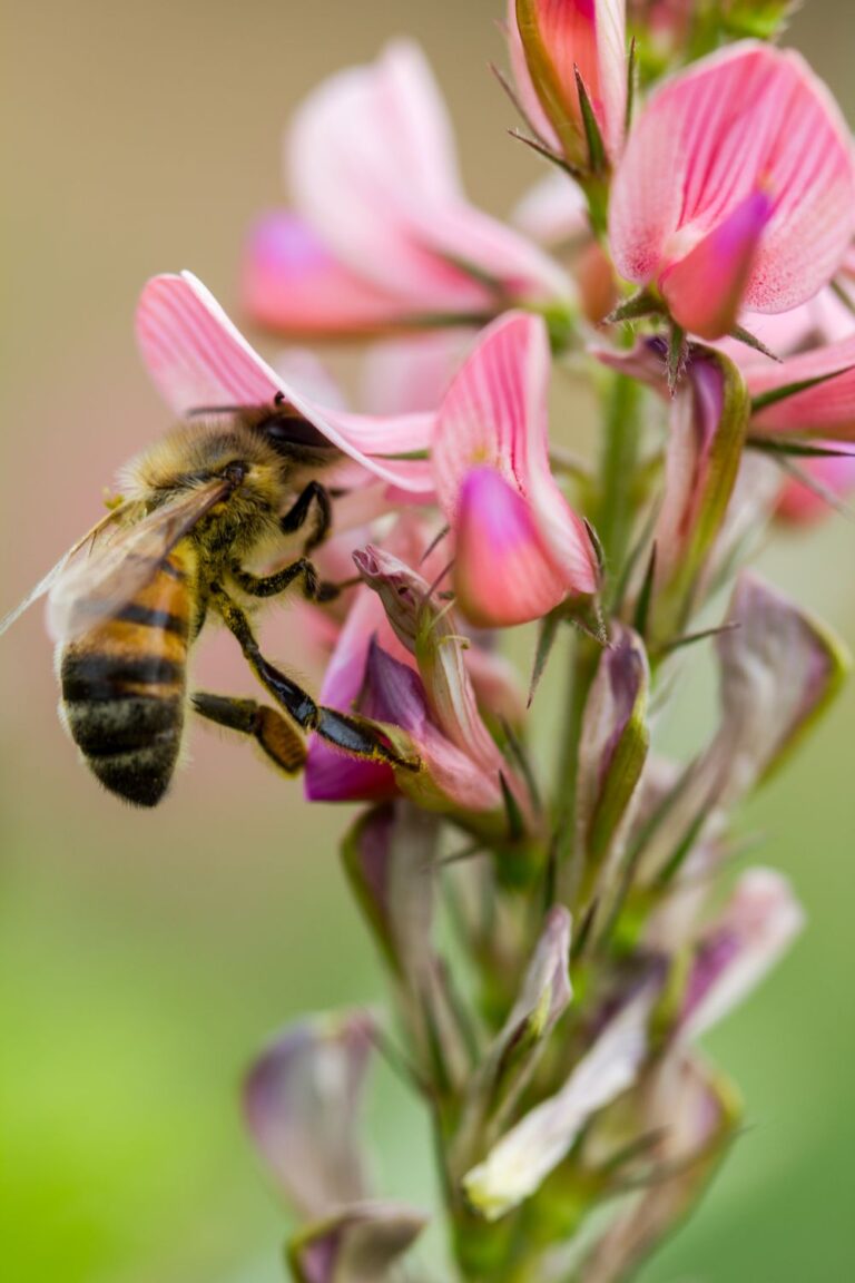 Fleur de sainfoin