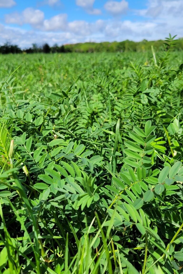 Parcelle de sainfoin