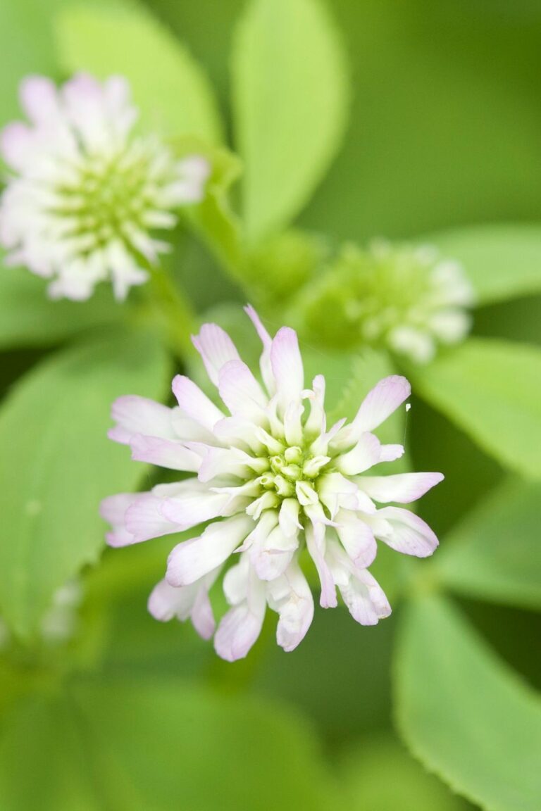 Trèfle d'Alexandrie - Fleur