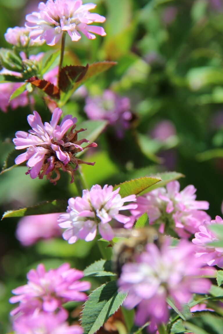 Trèfle de Perse - fleurs
