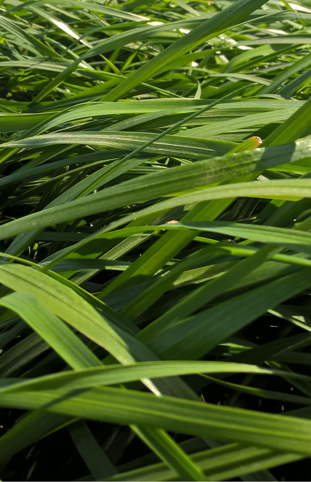 Herbe fraîche Naturaliss : Raygrass plus mâche